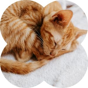 new-arrivals-holiday-pet-collection